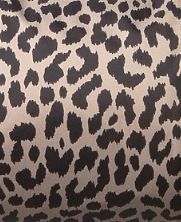 Cheetah.jpg